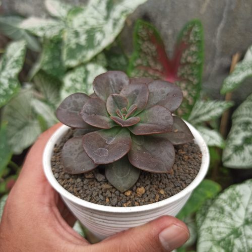 Echeveria Chroma, real gallery image #1 plants. Picture taken directly from kaktus.id community Echeveria farmer green houses.