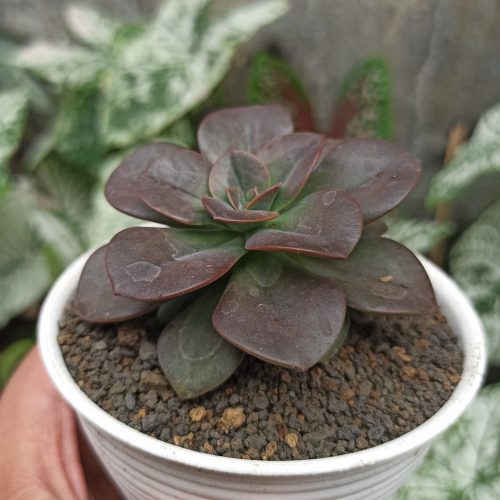 Echeveria Chroma, real gallery image #4 plants. Picture taken directly from kaktus.id community Echeveria farmer green houses.
