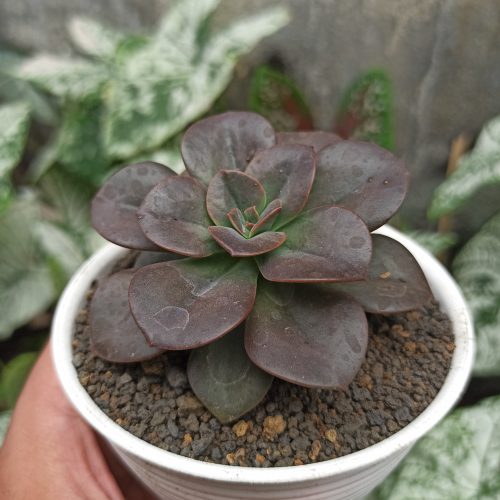 Echeveria Chroma, real gallery image #3 plants. Picture taken directly from kaktus.id community Echeveria farmer green houses.