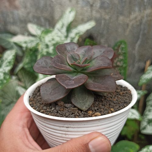 Echeveria Chroma, real gallery image #5 plants. Picture taken directly from kaktus.id community Echeveria farmer green houses.