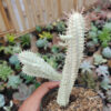 Euphorbia Mammillaris White Variegated, real gallery image #2 plants. Picture taken directly from kaktus.id community Euphorbia farmer green houses.