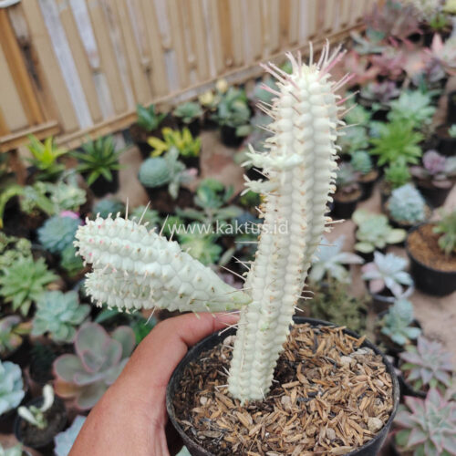 Euphorbia Mammillaris White Variegated, real gallery image #3 plants. Picture taken directly from kaktus.id community Euphorbia farmer green houses.