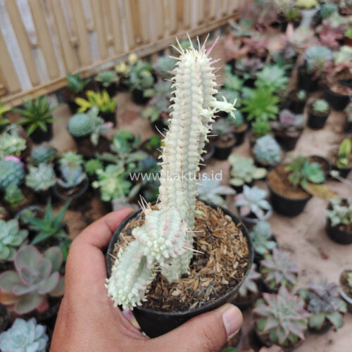 Euphorbia Mammillaris White Variegated, real gallery image #4 plants. Picture taken directly from kaktus.id community Euphorbia farmer green houses.
