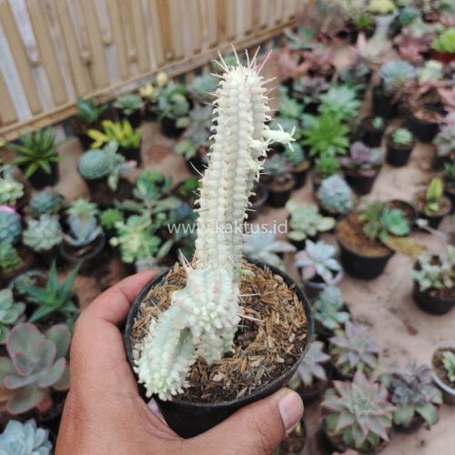 Euphorbia Mammillaris White Variegated, real gallery image #5 plants. Picture taken directly from kaktus.id community Euphorbia farmer green houses.