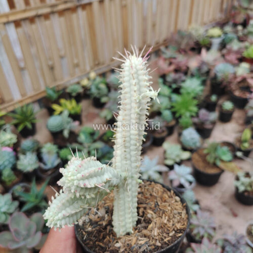 Euphorbia Mammillaris White Variegated, real gallery image #1 plants. Picture taken directly from kaktus.id community Euphorbia farmer green houses.