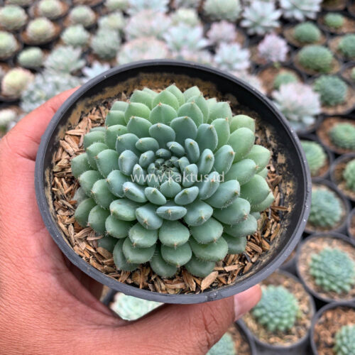 Echeveria Setosa Deminuta, real gallery image #7 plants. Picture taken directly from kaktus.id community Echeveria farmer green houses.