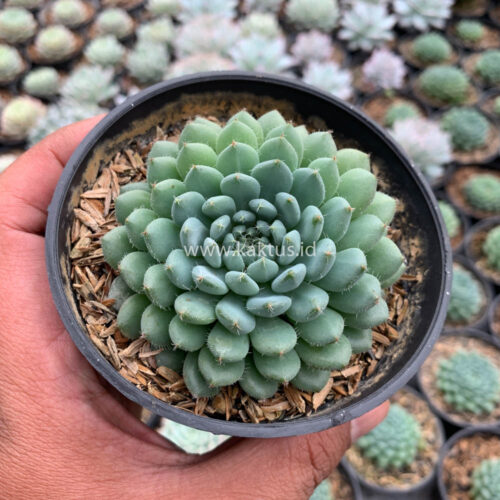 Echeveria Setosa Deminuta, real gallery image #8 plants. Picture taken directly from kaktus.id community Echeveria farmer green houses.
