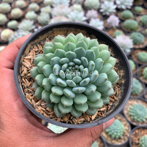 Echeveria Setosa Deminuta, real gallery image #9 plants. Picture taken directly from kaktus.id community Echeveria farmer green houses.