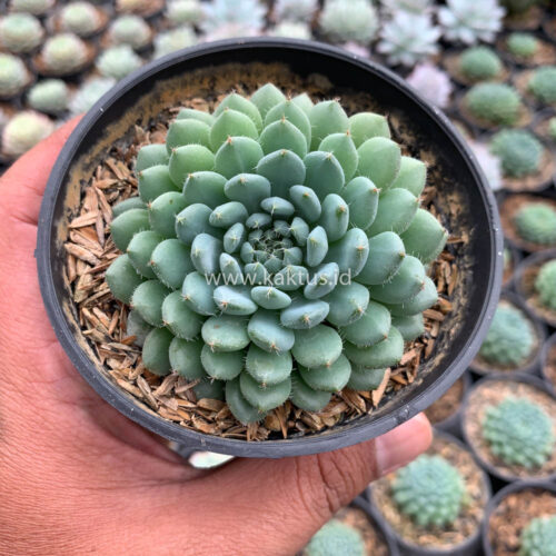 Echeveria Setosa Deminuta, real gallery image #10 plants. Picture taken directly from kaktus.id community Echeveria farmer green houses.