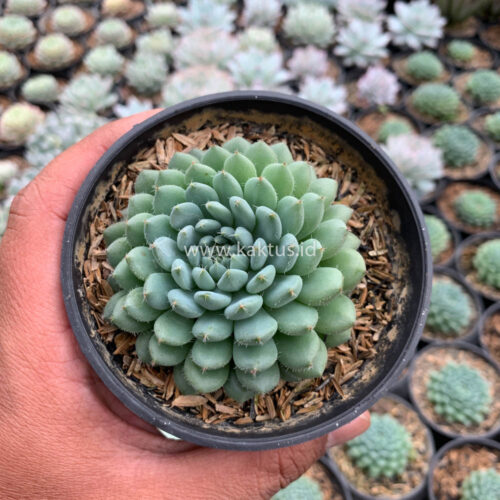 Echeveria Setosa Deminuta, real gallery image #6 plants. Picture taken directly from kaktus.id community Echeveria farmer green houses.