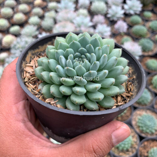 Echeveria Setosa Deminuta, real gallery image #11 plants. Picture taken directly from kaktus.id community Echeveria farmer green houses.