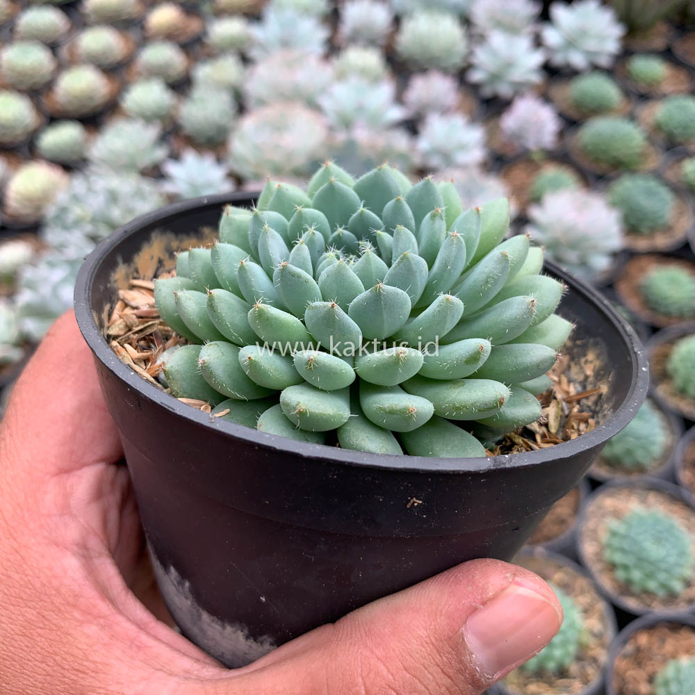 kaktus.id