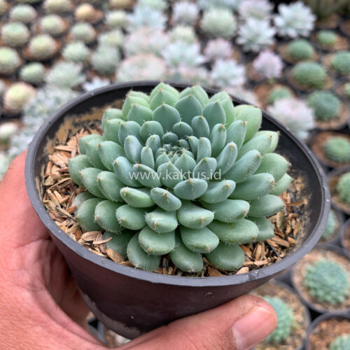 Echeveria Setosa Deminuta, real gallery image #13 plants. Picture taken directly from kaktus.id community Echeveria farmer green houses.