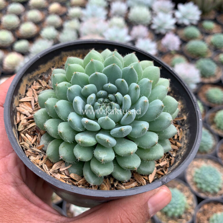 025. Echeveria Setosa Deminuta