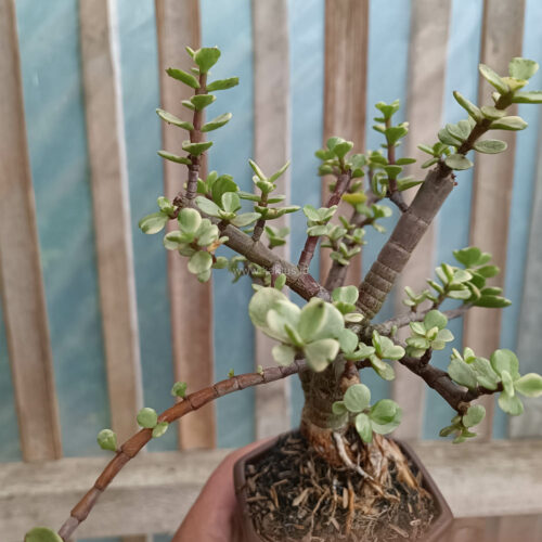 Portulacaria Aurea Bonsai, real gallery image #6 plants. Picture taken directly from kaktus.id community Portulacaria farmer green houses.