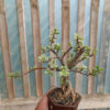 Portulacaria Aurea Bonsai, real gallery image #11 plants. Picture taken directly from kaktus.id community Portulacaria farmer green houses.
