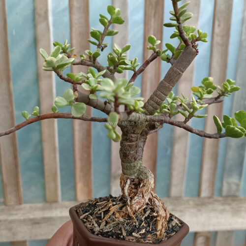Portulacaria Aurea Bonsai, real gallery image #5 plants. Picture taken directly from kaktus.id community Portulacaria farmer green houses.