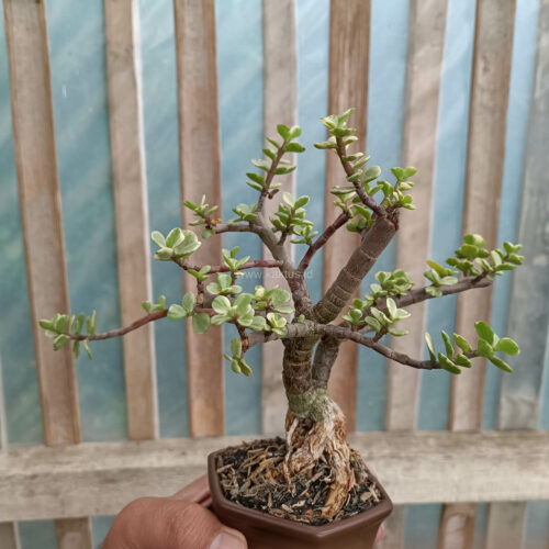 Portulacaria Aurea Bonsai, real gallery image #4 plants. Picture taken directly from kaktus.id community Portulacaria farmer green houses.