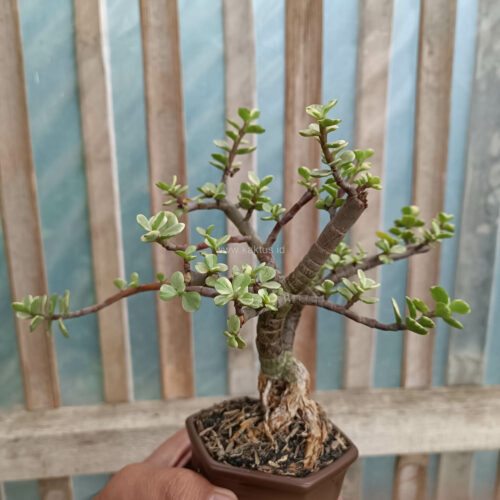 Portulacaria Aurea Bonsai, real gallery image #3 plants. Picture taken directly from kaktus.id community Portulacaria farmer green houses.
