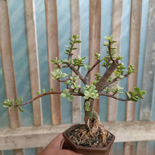 Portulacaria Aurea Bonsai, real gallery image #2 plants. Picture taken directly from kaktus.id community Portulacaria farmer green houses.