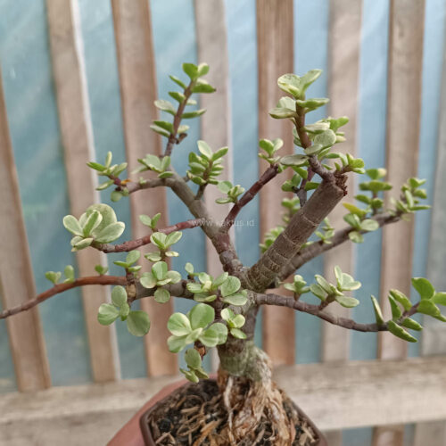 Portulacaria Aurea Bonsai, real gallery image #12 plants. Picture taken directly from kaktus.id community Portulacaria farmer green houses.
