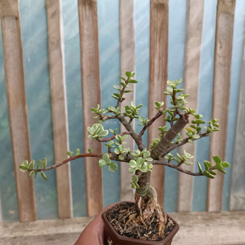 Portulacaria Aurea Bonsai, real gallery image #13 plants. Picture taken directly from kaktus.id community Portulacaria farmer green houses.