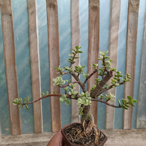 Portulacaria Aurea Bonsai, real gallery image #14 plants. Picture taken directly from kaktus.id community Portulacaria farmer green houses.
