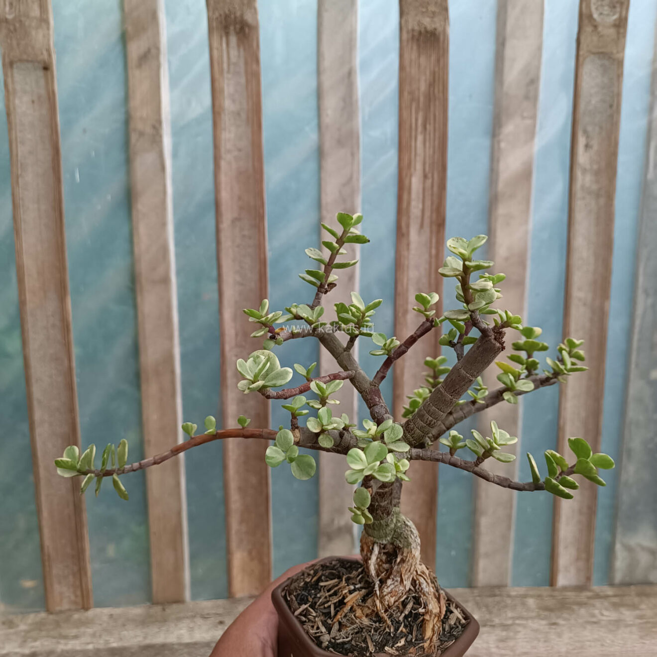 Portulacaria Aurea Bonsai, real gallery image #15 plants. Picture taken directly from kaktus.id community Portulacaria farmer green houses.
