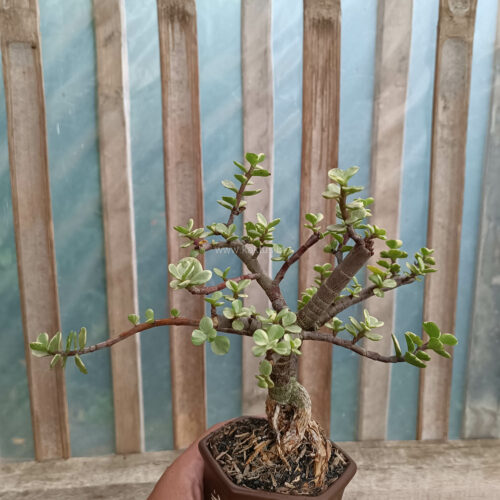 Portulacaria Aurea Bonsai, real gallery image #10 plants. Picture taken directly from kaktus.id community Portulacaria farmer green houses.