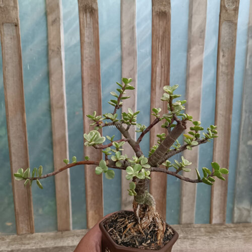 Portulacaria Aurea Bonsai, real gallery image #9 plants. Picture taken directly from kaktus.id community Portulacaria farmer green houses.