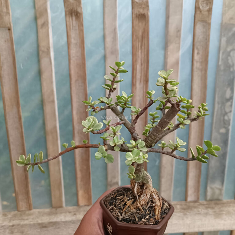 026. Portulacaria Aurea Bonsai