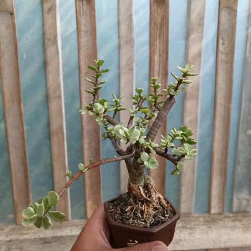 Portulacaria Aurea Bonsai, real gallery image #8 plants. Picture taken directly from kaktus.id community Portulacaria farmer green houses.