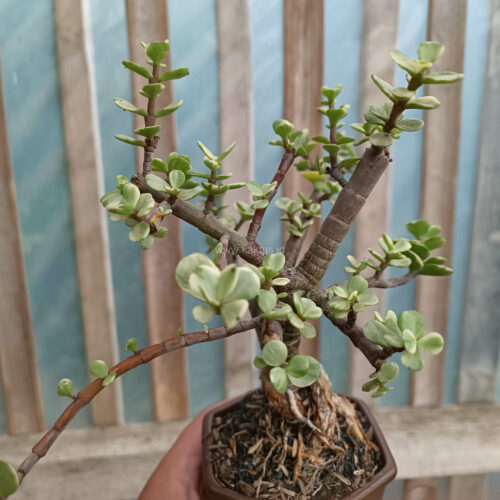 Portulacaria Aurea Bonsai, real gallery image #7 plants. Picture taken directly from kaktus.id community Portulacaria farmer green houses.