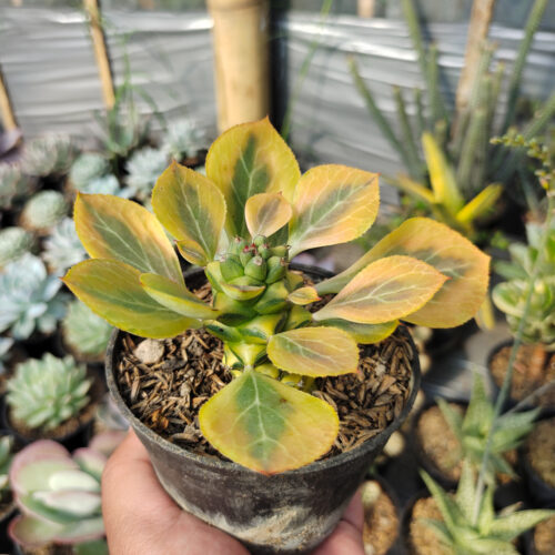 Monadenium Ritchiei Variegated, real gallery image #20 plants. Picture taken directly from kaktus.id community Monadenium farmer green houses.