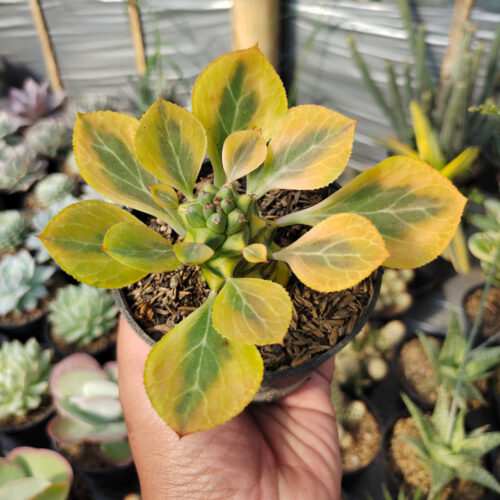 Monadenium Ritchiei Variegated, real gallery image #19 plants. Picture taken directly from kaktus.id community Monadenium farmer green houses.