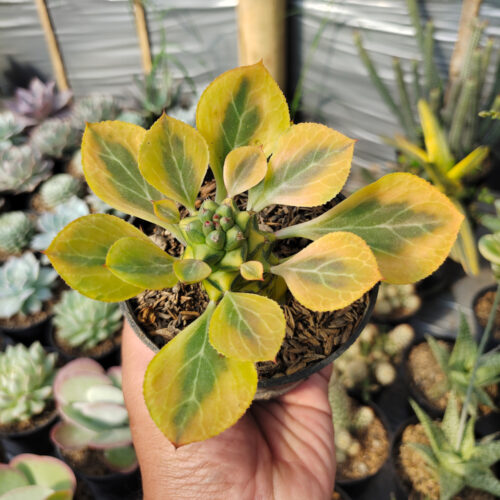 Monadenium Ritchiei Variegated, real gallery image #18 plants. Picture taken directly from kaktus.id community Monadenium farmer green houses.