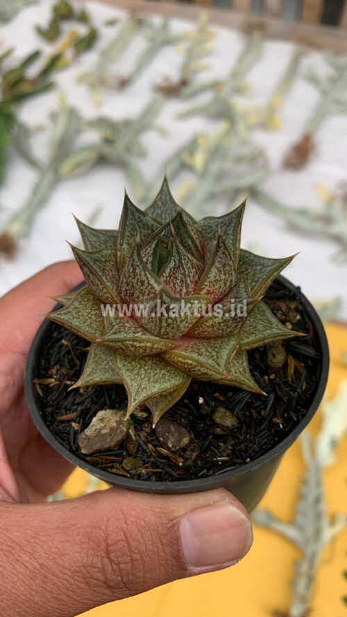 Echeveria Purpusorum, real gallery image #3 plants. Picture taken directly from kaktus.id community Echeveria farmer green houses.
