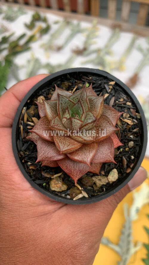 Echeveria Purpusorum, real gallery image #6 plants. Picture taken directly from kaktus.id community Echeveria farmer green houses.