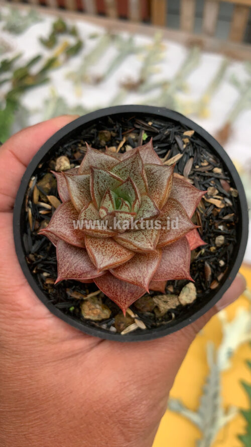 Echeveria Purpusorum, real gallery image #5 plants. Picture taken directly from kaktus.id community Echeveria farmer green houses.