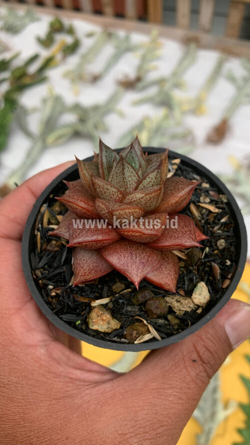 Echeveria Purpusorum, real gallery image #4 plants. Picture taken directly from kaktus.id community Echeveria farmer green houses.