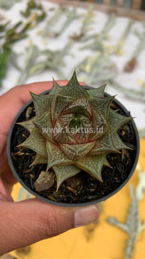 Echeveria Purpusorum, real gallery image #2 plants. Picture taken directly from kaktus.id community Echeveria farmer green houses.