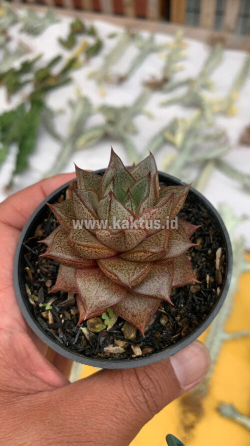 Echeveria Purpusorum, real gallery image #12 plants. Picture taken directly from kaktus.id community Echeveria farmer green houses.