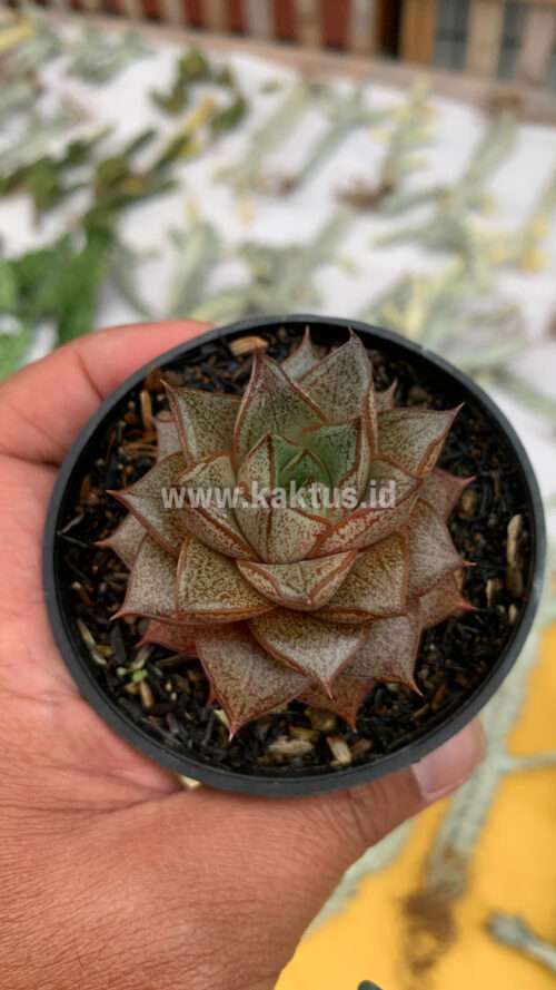 Echeveria Purpusorum, real gallery image #11 plants. Picture taken directly from kaktus.id community Echeveria farmer green houses.