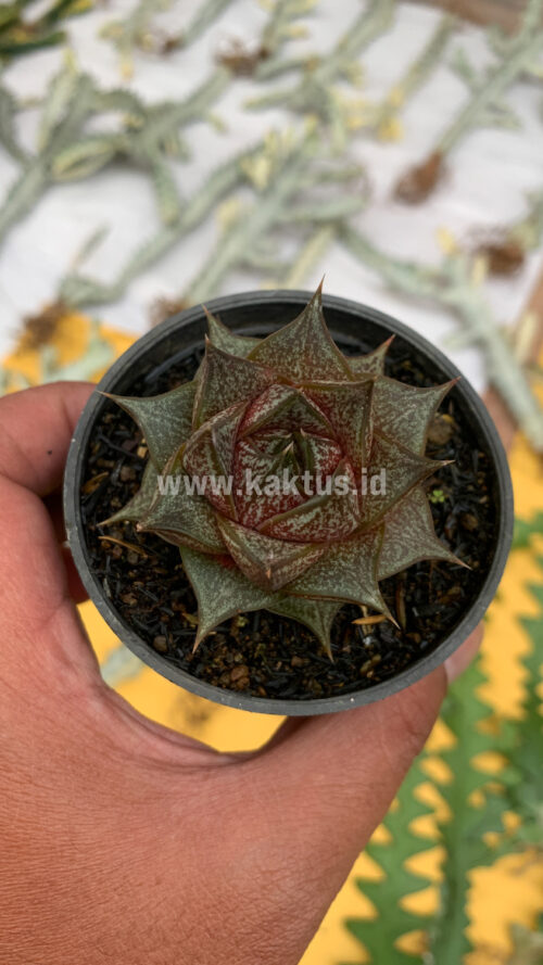 Echeveria Purpusorum, real gallery image #10 plants. Picture taken directly from kaktus.id community Echeveria farmer green houses.