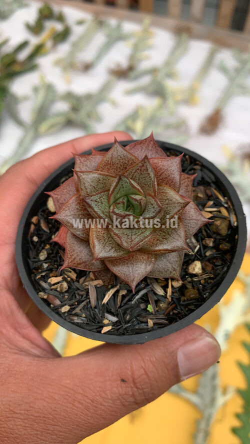 Echeveria Purpusorum, real gallery image #9 plants. Picture taken directly from kaktus.id community Echeveria farmer green houses.