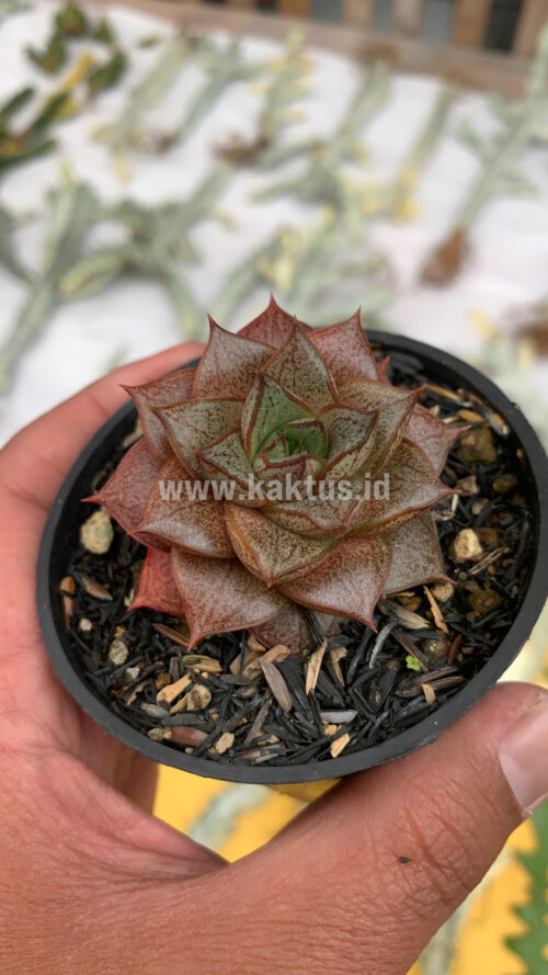 Echeveria Purpusorum, real gallery image #8 plants. Picture taken directly from kaktus.id community Echeveria farmer green houses.