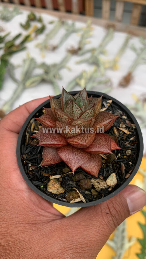 Echeveria Purpusorum, real gallery image #7 plants. Picture taken directly from kaktus.id community Echeveria farmer green houses.