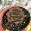 Echeveria Purpusorum, real feature image plant. Picture taken directly from kaktus.id community Echeveria farmer green houses.