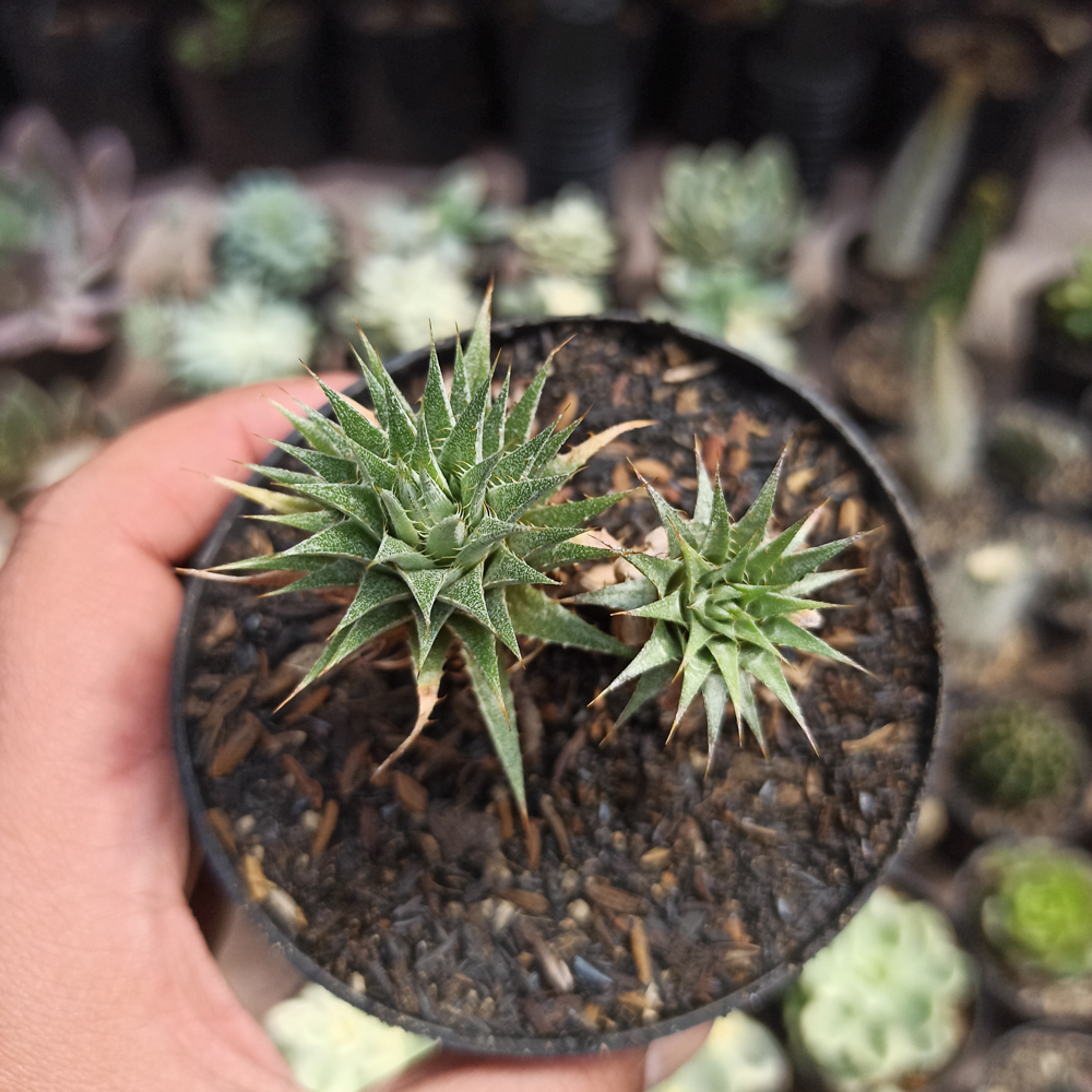 kaktus.id