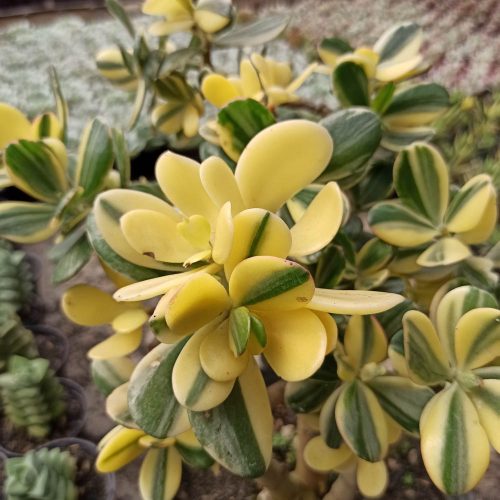 Crassula Ovata Hummels Sunset Golden Jade Tree, real gallery image #2 plants. Picture taken directly from kaktus.id community Crassula farmer green houses.